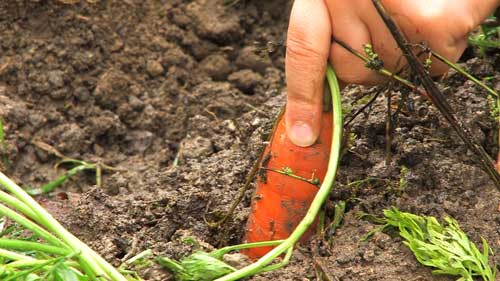 Hand zieht Karotte aus der Erde